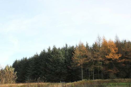 Secluded Off-grid Cabin In Easy Reach Of Edinburgh