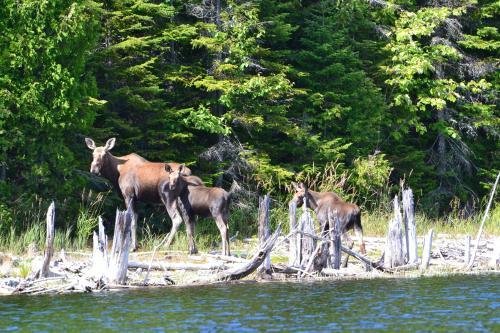 Club De Chasse Et P�che Tadoussac