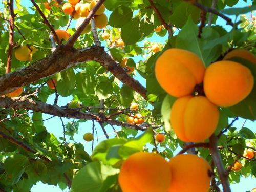 B&B Antiche Macine Del Salento