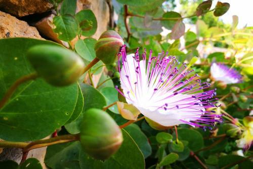 B&B Antiche Macine Del Salento