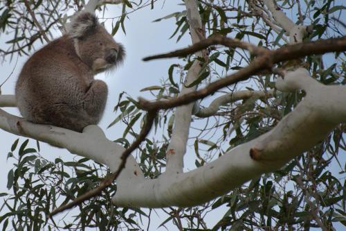 Adelaide Brownhill Creek Tourist Park