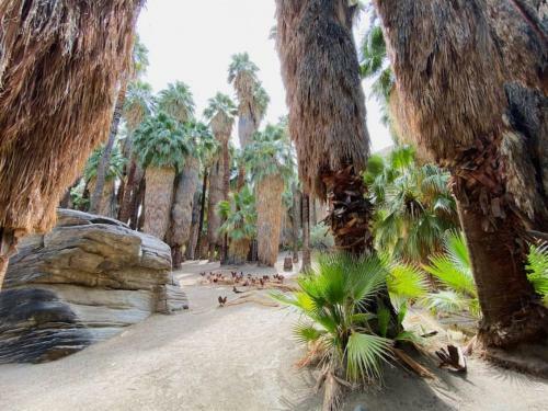 Apartamento Zencasa Palm Springs Zen Retreat
