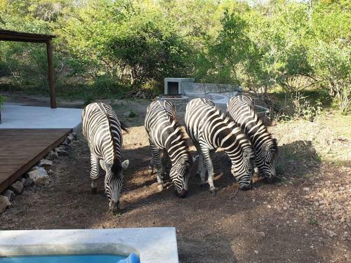 Leadwood Marloth, Kruger Park