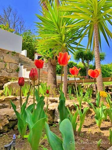 Bed & Breakfast Suite Buganv�lia - Quinta Casalinho Da Azenha