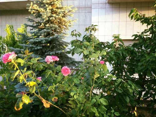 Bed & Breakfast Buon Vento