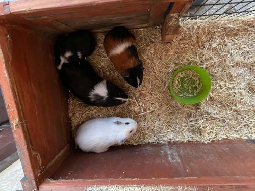 Schlafen Neben Den Kleinen K�lbchen Im K�lberiglu