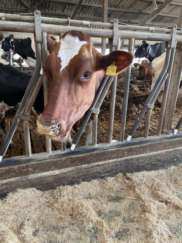 Schlafen Neben Den Kleinen K�lbchen Im K�lberiglu