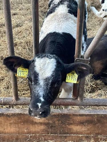 Schlafen Neben Den Kleinen K�lbchen Im K�lberiglu