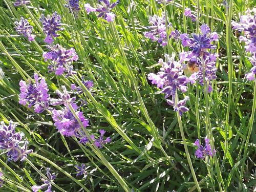 Apartamento Il Nido Nelle Langhe