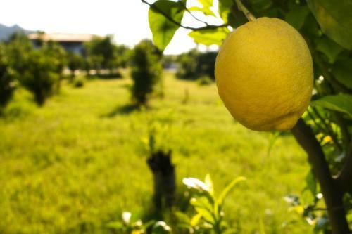 Bed & Breakfast Villa Piersepp