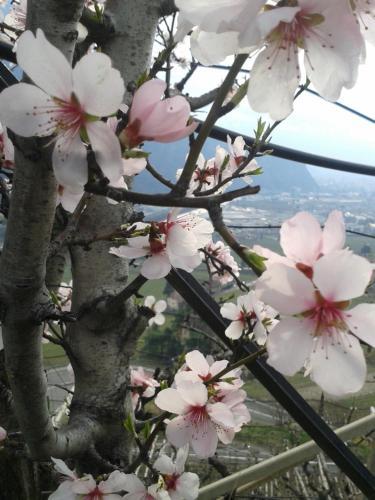 Agroturismo Schartnerhof