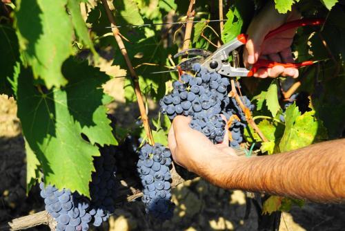 Agroturismo Fattoria Lornano Winery