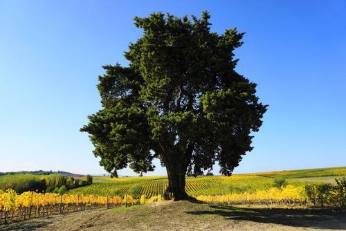 Agroturismo Fattoria Lornano Winery