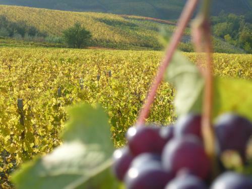Domus Langhe B&B
