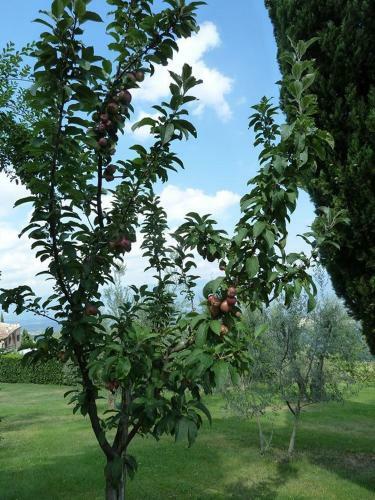 Agroturismo Agriturismo La Forra