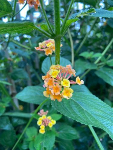 ?� L?t Sunshine Garden