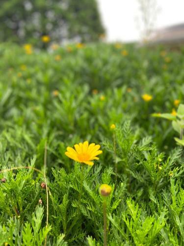 ?� L?t Sunshine Garden