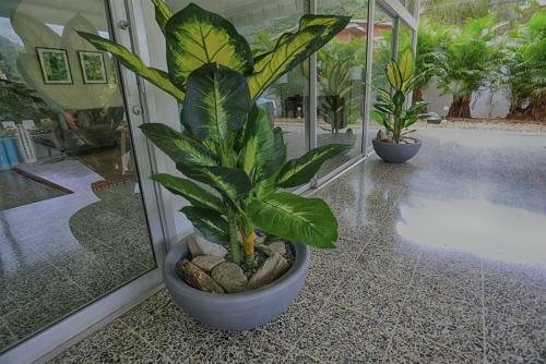 The Hibiscus House