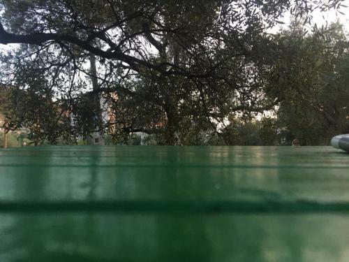 Olive Camping