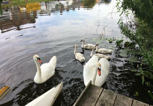 Huis Met De Enorme Boom