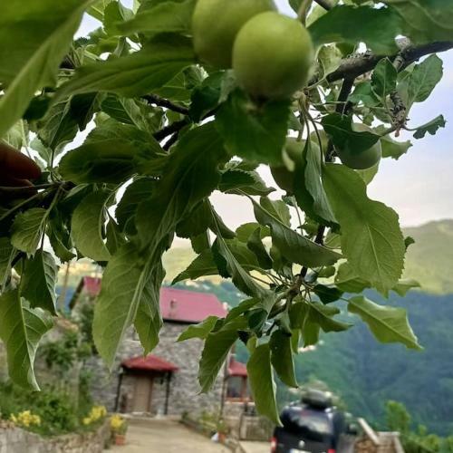 Bed & Breakfast Villa Pamuklu
