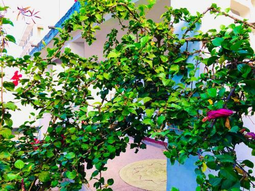 Bed & Breakfast Chuichui Retreats