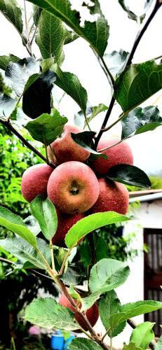 Rathi Apple Home Stay