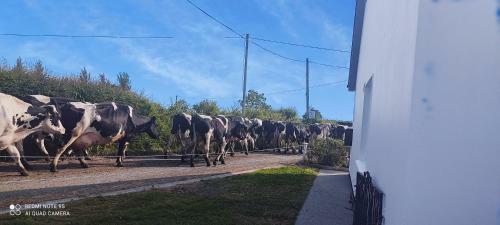 Impeccable 2-bed Cottage In Rural Setting Listowel