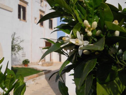 Agroturismo Masseria De Michele