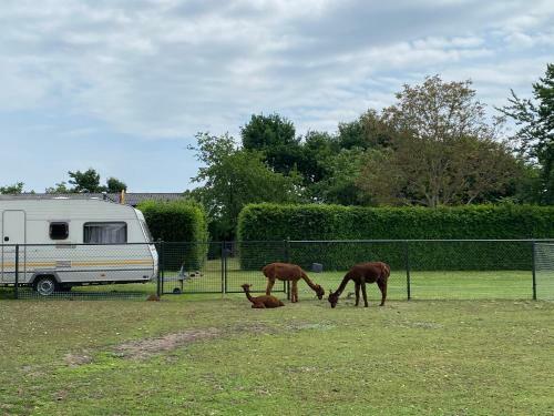 Minicamping De Lindenhoeve