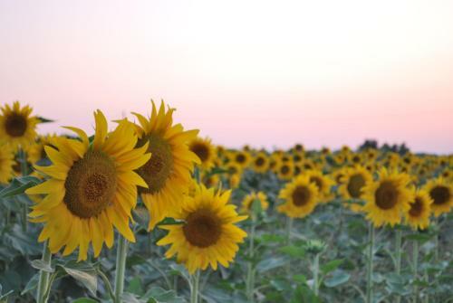 Agroturismo Il Murello
