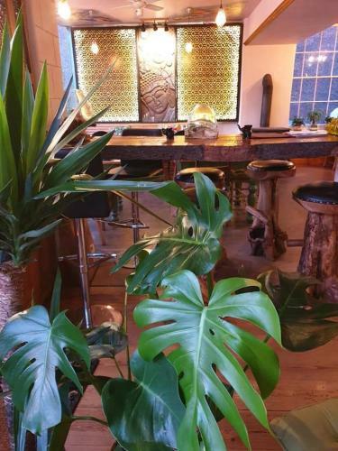 Hostal Banyan Tree