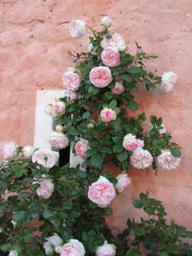 G�te De La Ferme Rose