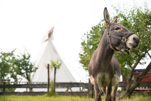 Slapen Tussen de Schapen In de Tante Tipi