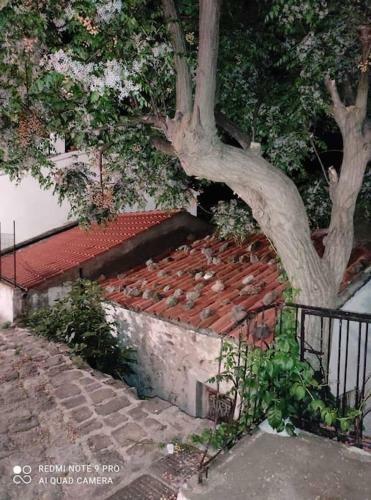Villa Evilion Traditional House