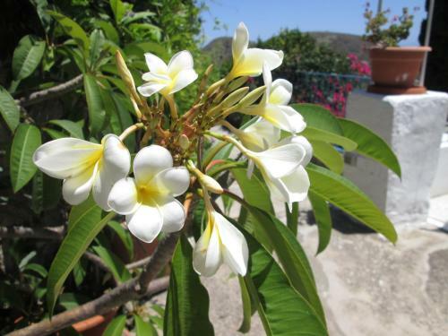 Apartamento Pomelia