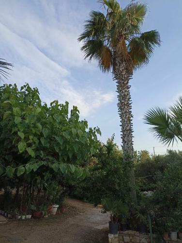 Apartamento Palm-tree