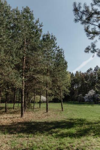 Alnus Kiemas