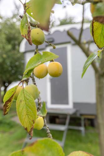 Bed & Breakfast Gardenhouse On Wheels