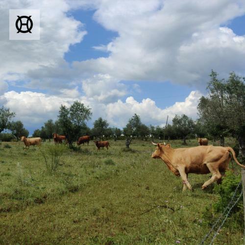 Agroturismo Herdade Da Ordem