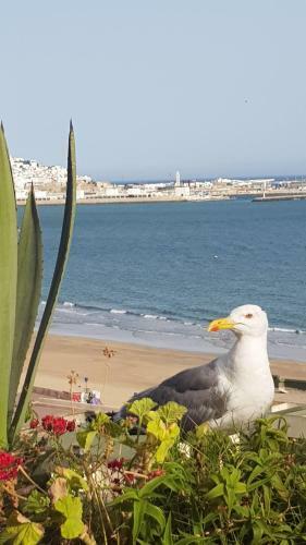 Apartamento Appartement 2 Chambres Au Bord de Mer