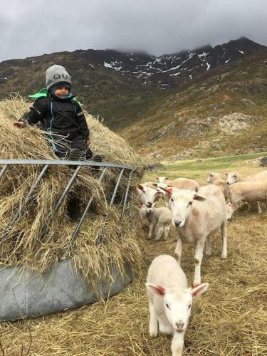 Hus Med Stamp I Popul�rt Tur/skiomr�de I Lofoten