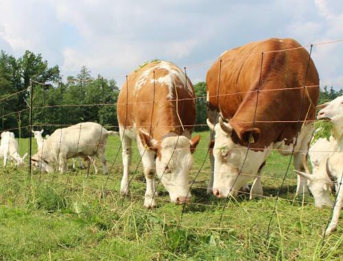 Farma Kundratice