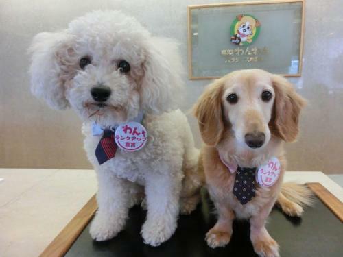 Izumigo Toba Dog Paradise Hotel