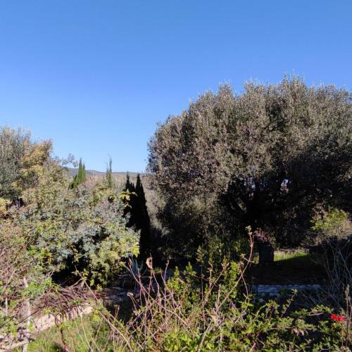 Villa Degli Ulivi