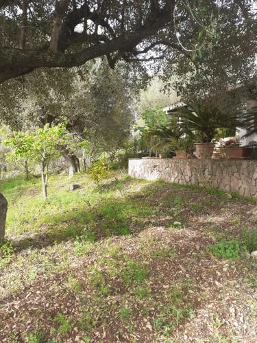 Villa Degli Ulivi