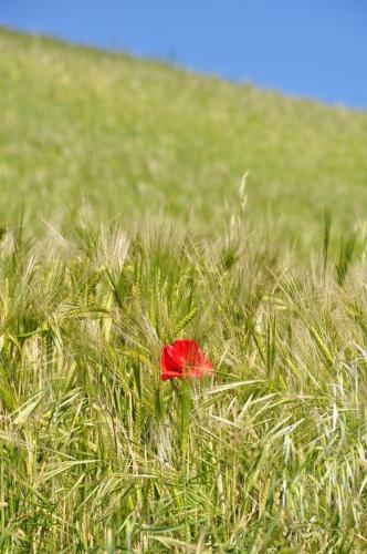 Bed & Breakfast Bagni Vittoria