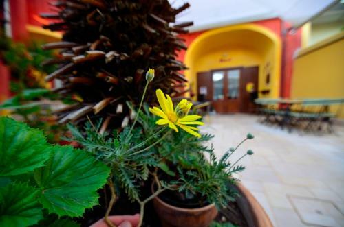 Manouche Bistrot B&B