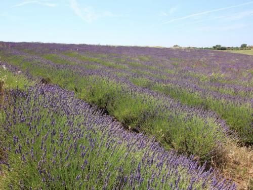 Agroturismo Ginestra