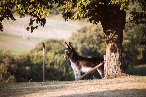 Agroturismo Rustico Del Conero